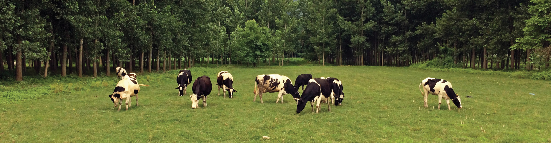Ilgın Süt Birliği